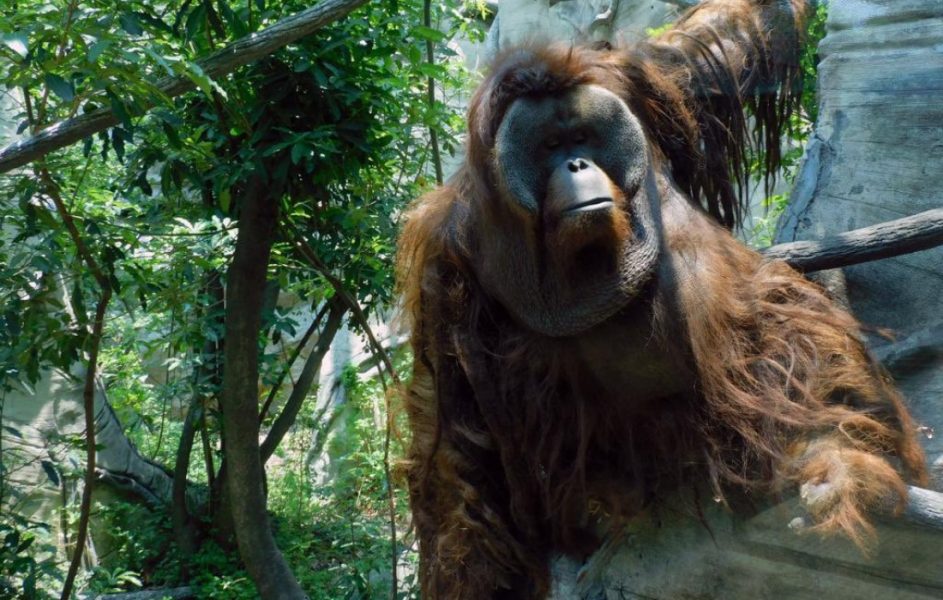 Fallece "Toto", último orangután del Zoológico de Chapultepec