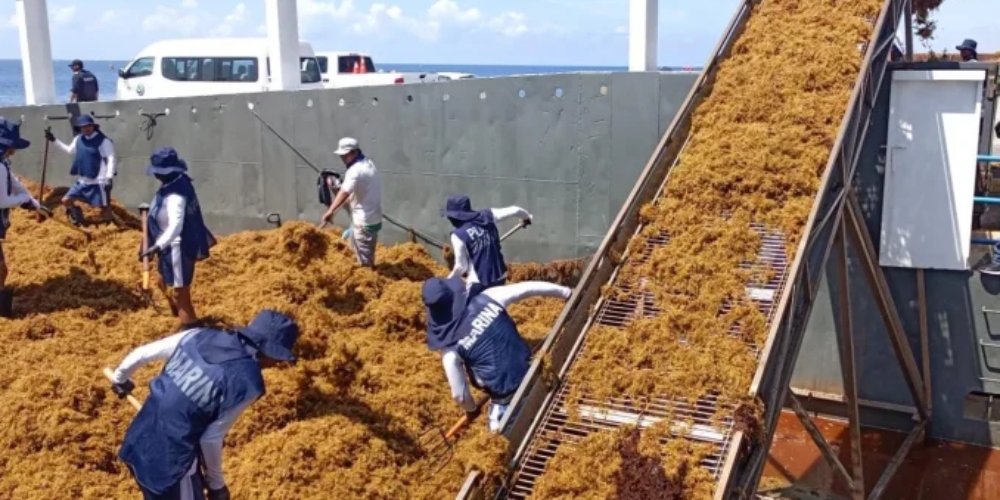 De problema a oportunidad: México impulsa industria del sargazo